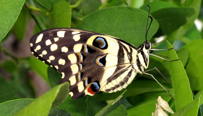 Hike and butterfly in nosy be